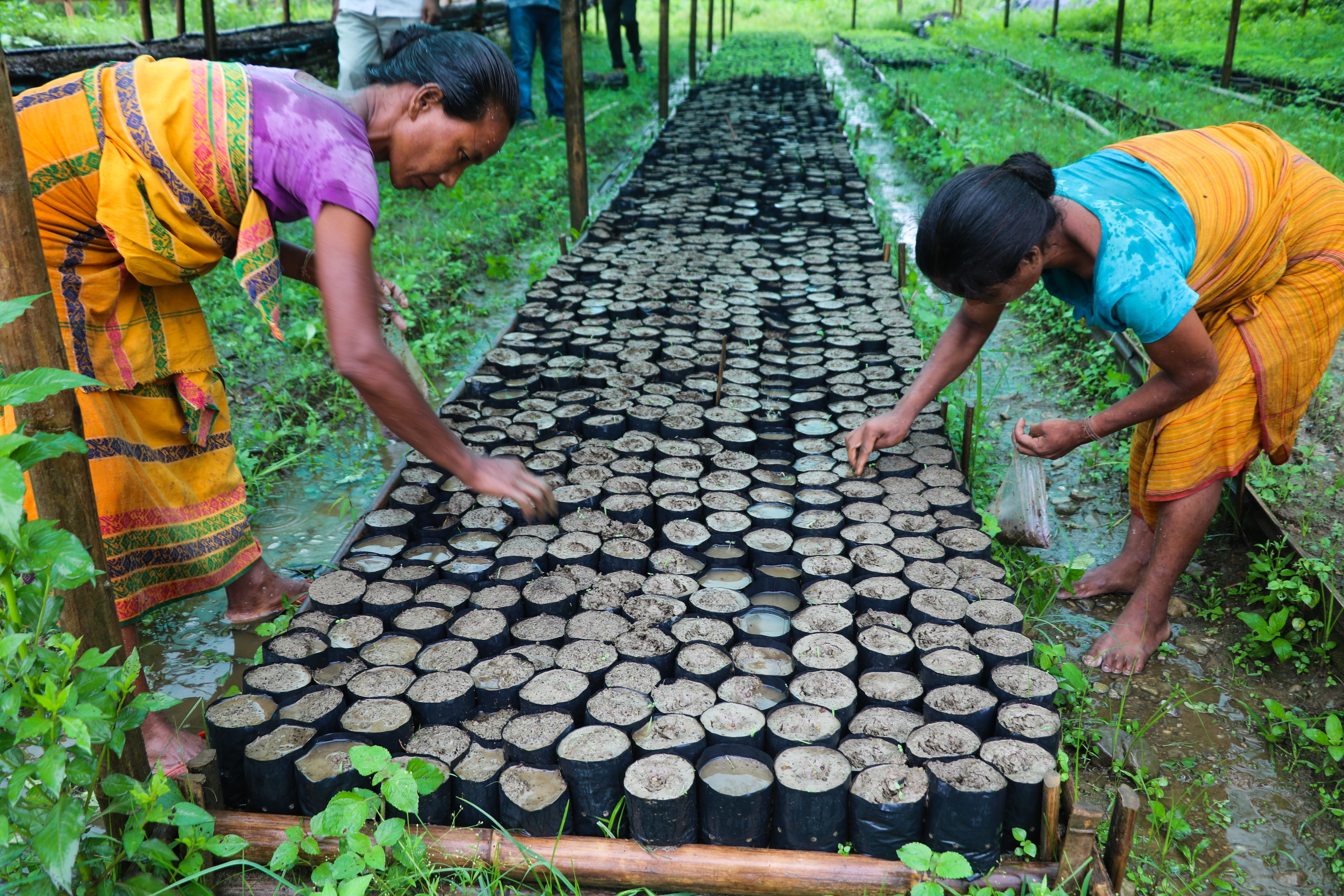 Non-Forest Livelihoods successfully reduce forest dependency in Manas